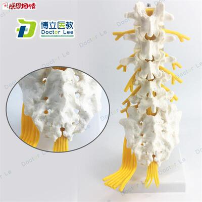 5节腰椎骶骨可打开附神经模型 脊椎解剖模型g尾骨教学模