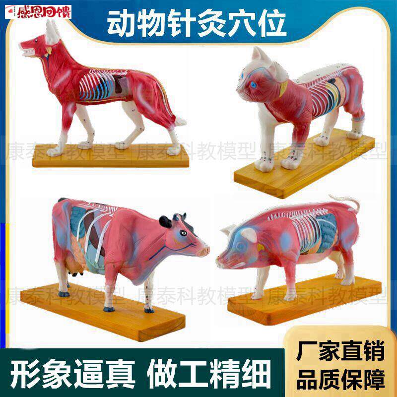 动物针灸穴位模型皮肤浅层解K剖内脏畜牧兽医宠物医院摆件仿真塑