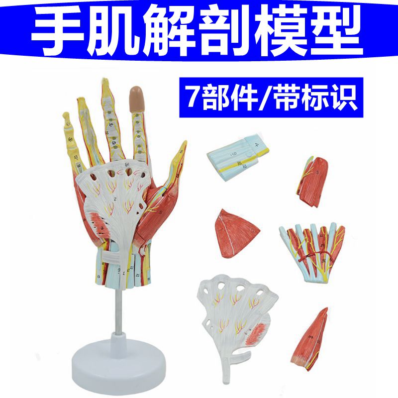 手肌解剖模型手部肌肉血管神经肌腱筋膜可拆卸带标识医用手掌手指