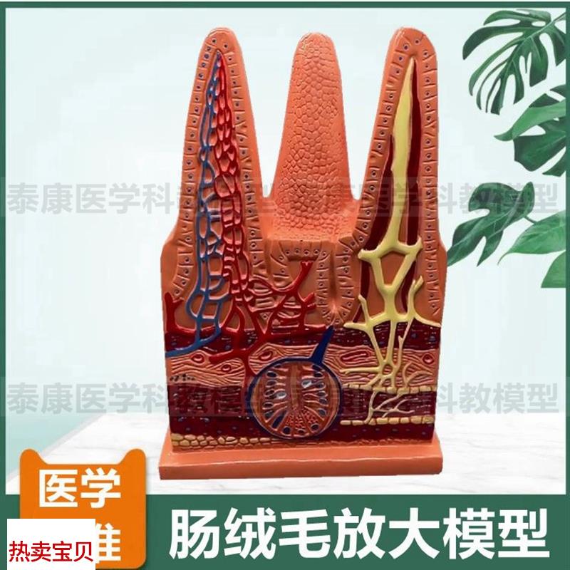 小肠组织结构肠绒毛肠壁s放大皱襞微绒毛消化道黏膜十二指肠空回
