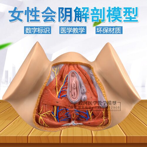 女性会阴模型,会阴解剖模型  解剖模型  人体骨S骼模型 女性生殖