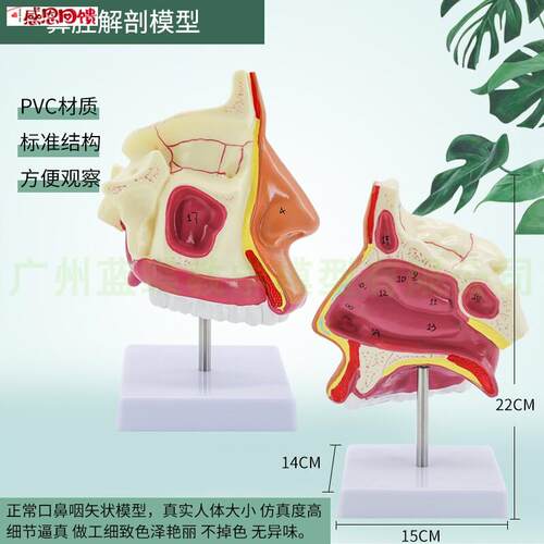 自然大鼻腔解剖 鼻子C解剖模型 鼻腔模型 人体鼻腔解剖模
