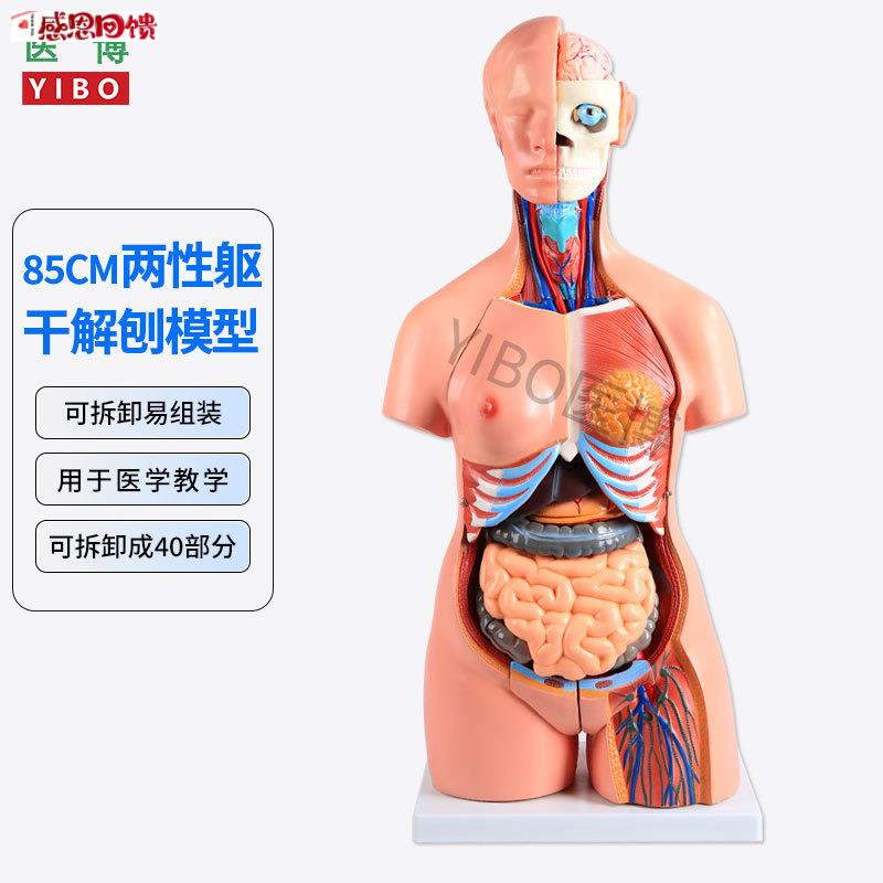85CM两性躯干解刨模型 可拆卸40件男女性躯干N及内脏器官拆卸模型