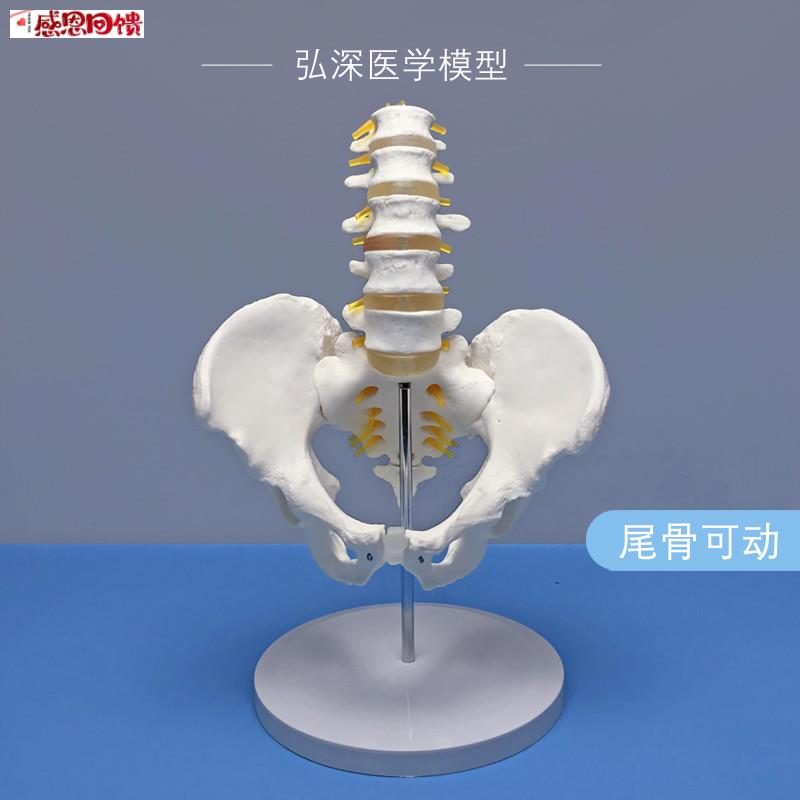 骨盆带五节腰椎模型人体关节盆骨骼神a经髋骨骶骨可活动医学教