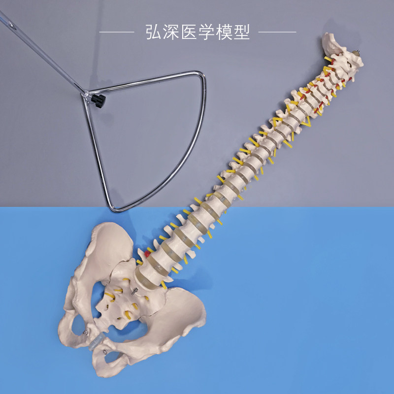 人体脊柱模型脊椎带尾骨盆颈胸腰椎间盘一比一可弯V曲中医正骨教