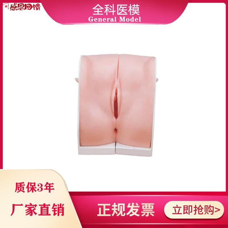 避孕指导模型 女性宫内节育器上环取环训练模H型 妇科教学用模