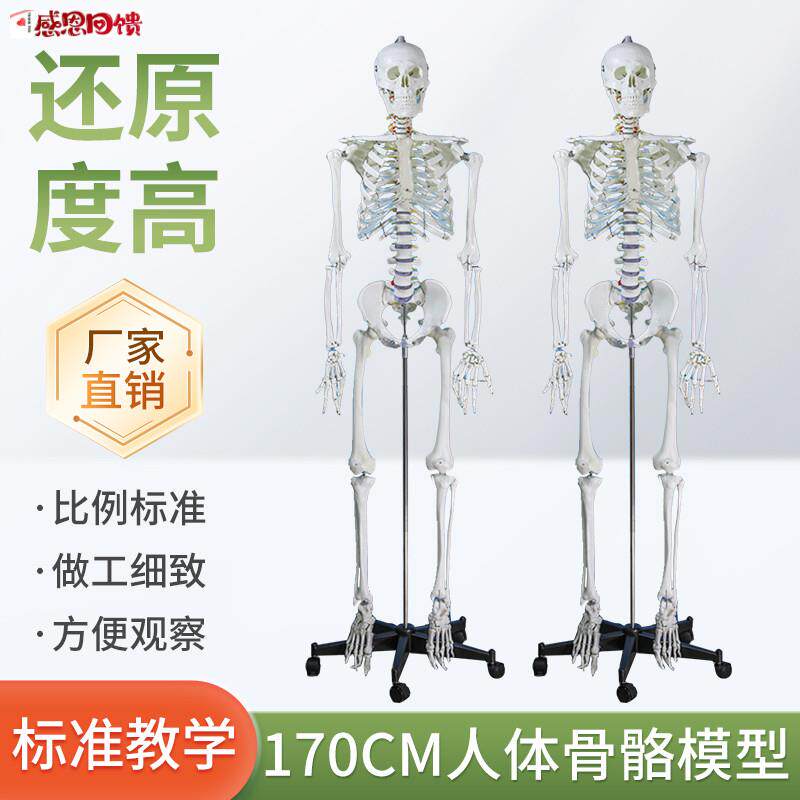 成人一比一.人体骨骼模型170cm人体骨架标准医学骷髅骨架解剖标
