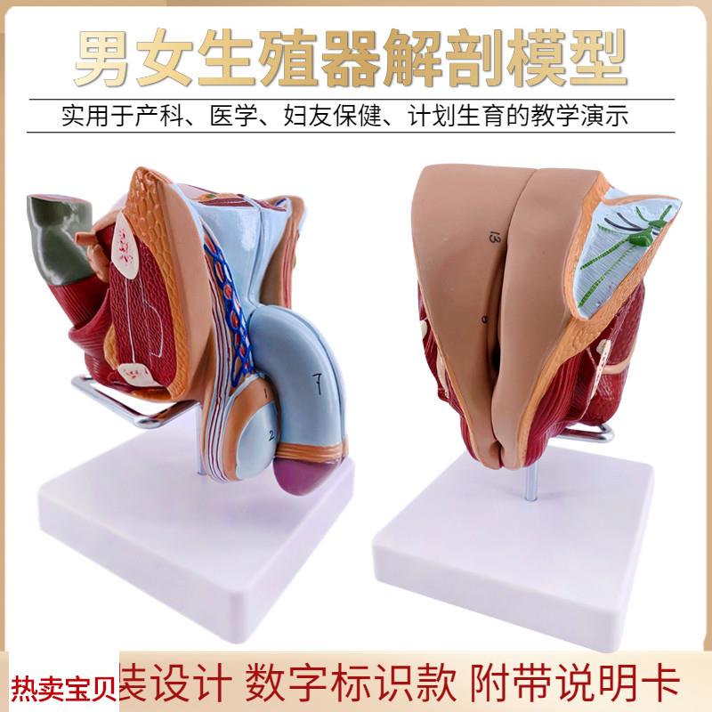 教学女性男性生殖器泌尿系统标本内外生I殖器睾丸解剖模型医疗教