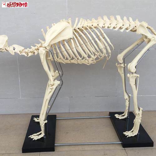 特大狗骨骼模型犬科动物骨骼模型W 兽医教学用狗骨架 宠物教学模