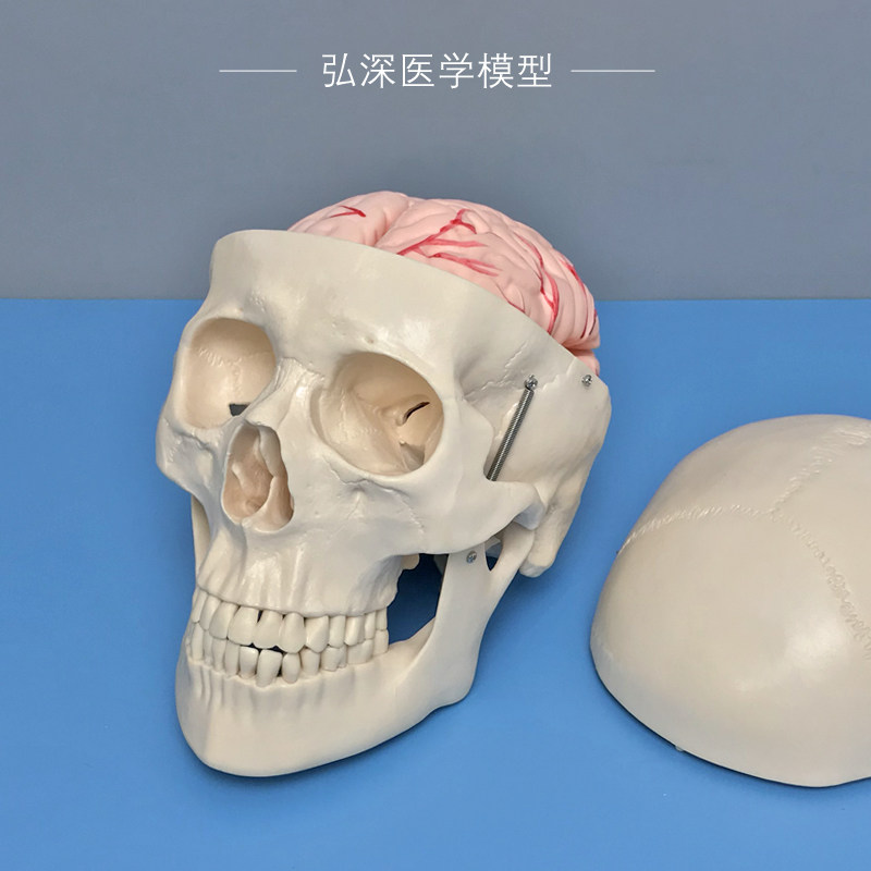人体头颅骨模型附带大脑动脉w血管骷髅头骨骼解剖结构可拆8块教学