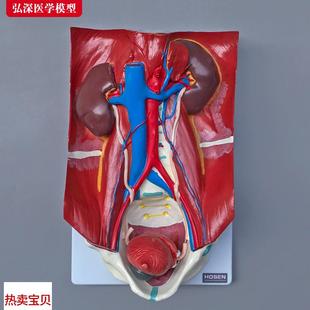 人体泌尿系统模型肾脏器t官结构解剖膀胱输尿管血管教学医学模具
