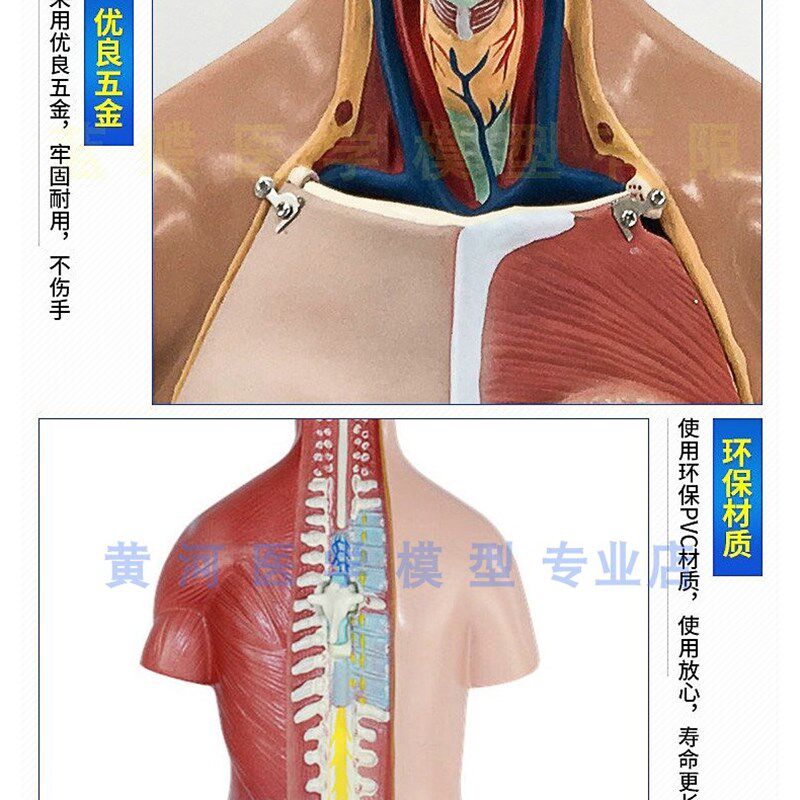 45CM医学内脏人体器官结构躯干解剖模I型心脏构造儿童可拆装教学