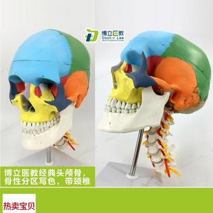 彩色头l颅骨解剖模型 颅骨分离 颅动脉带颈椎微整形美容教学医用