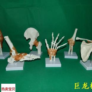 教学模型肩肘髋足手膝 一比一人体六大关节骨骼 骷髅 骨架
