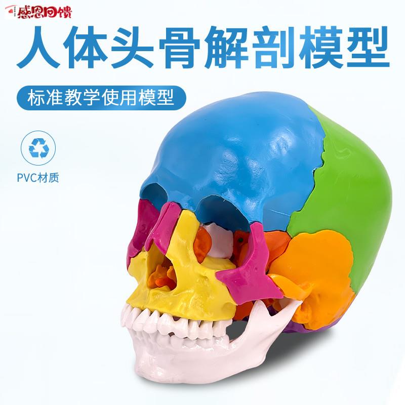 可拆分22件11真人大小彩色头骨模型颅骨解l剖医用美容口腔牙