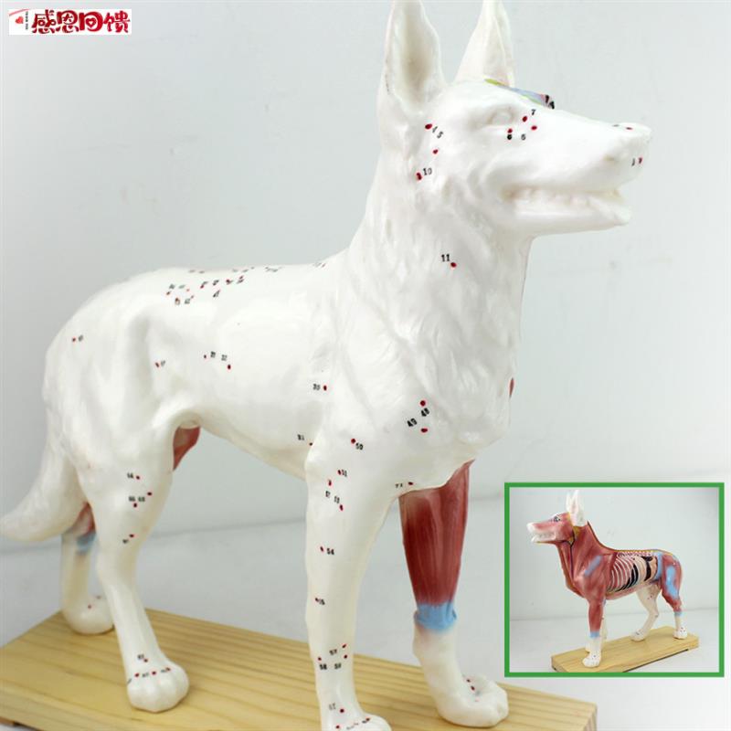 颐诺正品狗针灸模型动物解剖模型宠物模型K犬针灸腧穴模