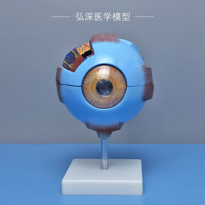 人体眼球模型眼睛结构放大可拆五官医学模具眼部视V力儿童教学道
