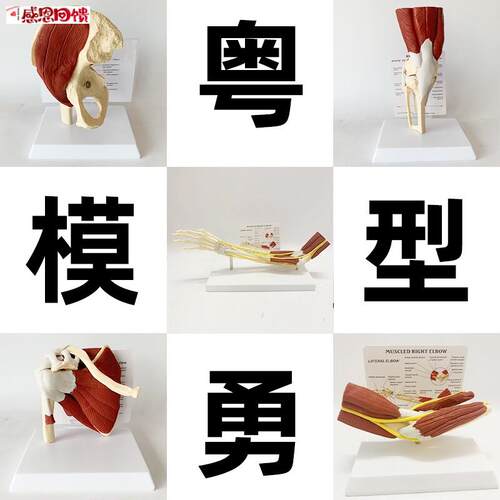 人体关节附肌N肉模型 盂肱关节肩锁关节肩峰结构 肘膝关节肌肉解