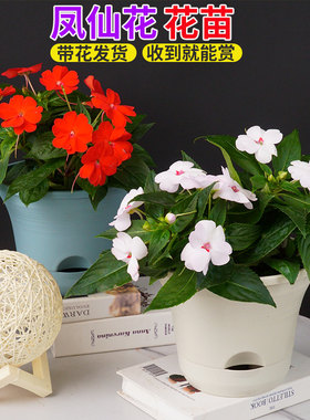 凤仙花盆栽大苗室内外好养花卉