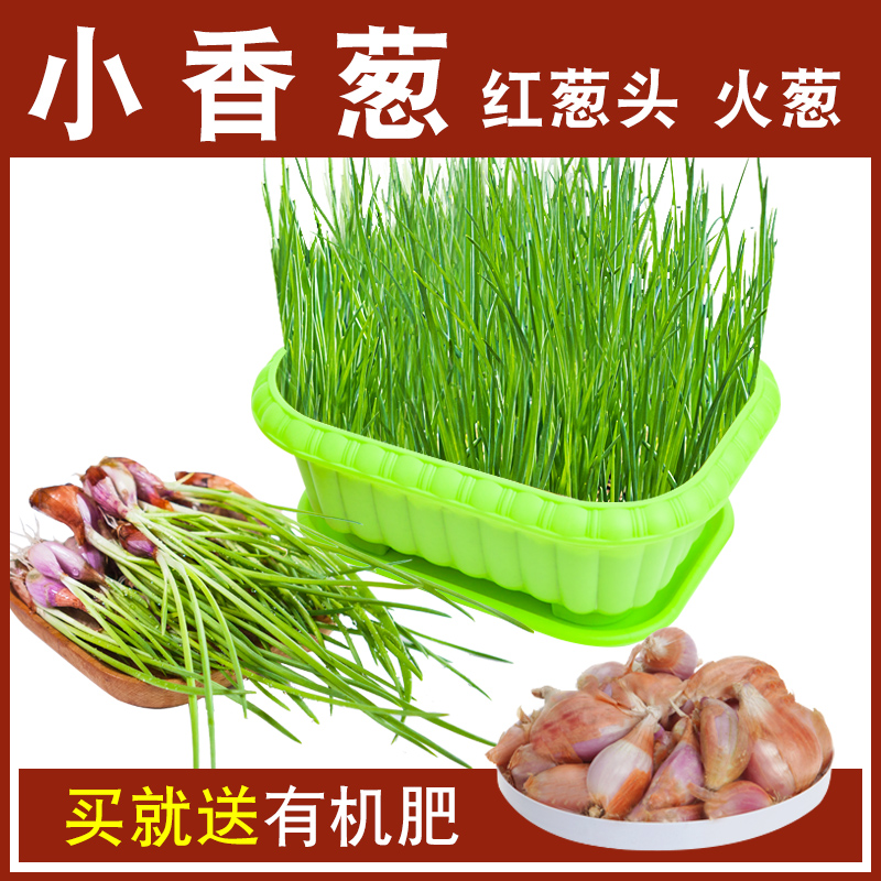 田园红葱头简单易种植