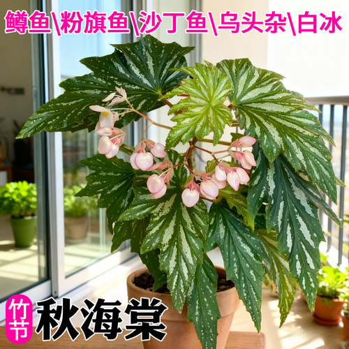 室内耐阴观叶秋海棠盆栽
