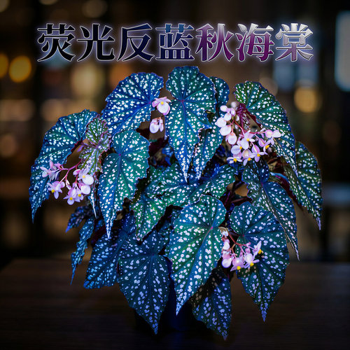 蓝色荧光秋海棠盆栽绿植