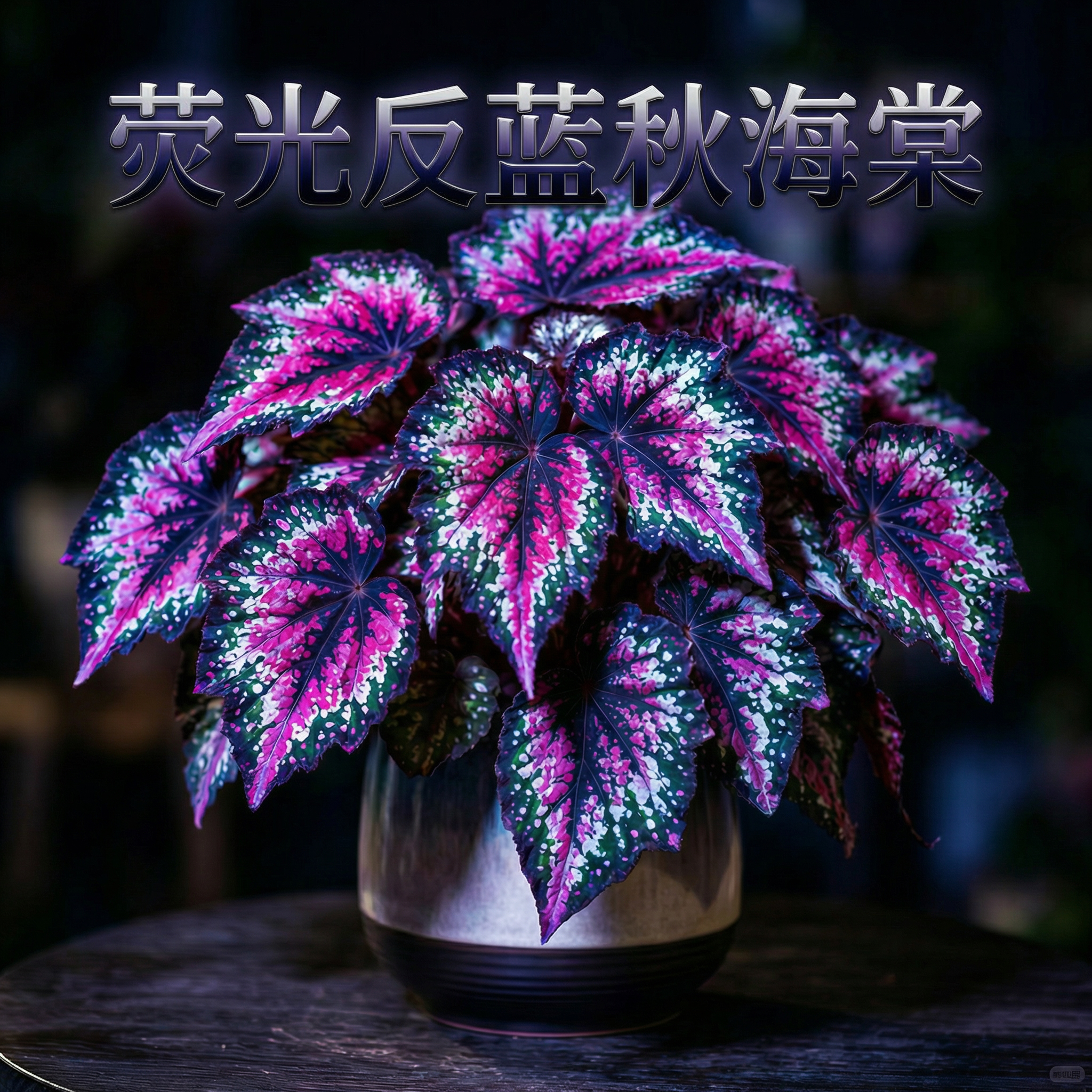 蓝色荧光秋海棠盆栽室内观叶植物彩色叶花卉绿植网红秋海棠天蝎座