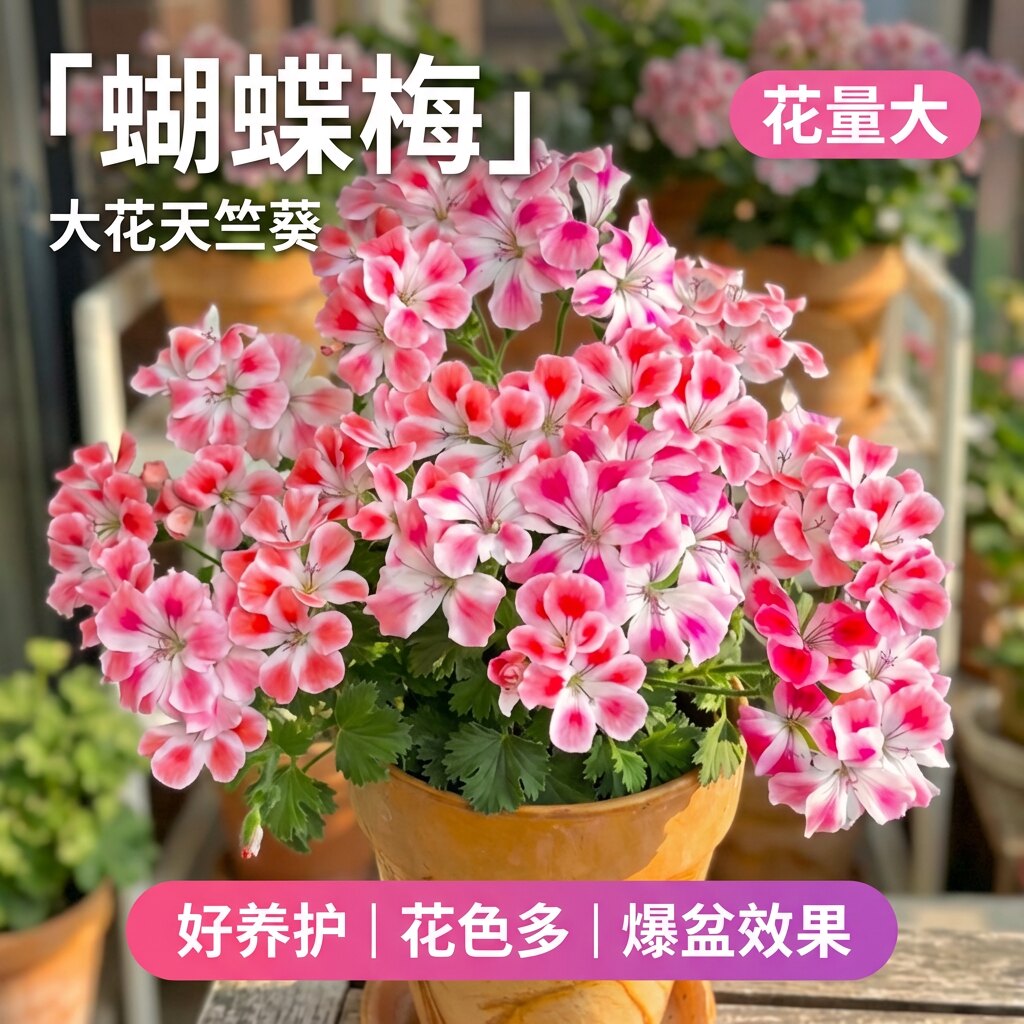 蝴蝶梅天竺葵盆栽四季开花好养
