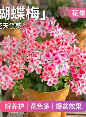 蝴蝶梅天竺葵盆栽四季开花好养
