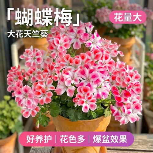 蝴蝶梅天竺葵盆栽四季开花好养