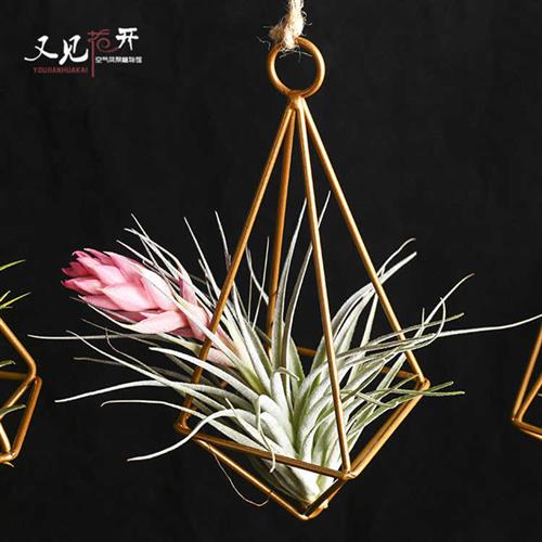 空气凤梨 无土植物创意婚礼花架铁架空凤配饰