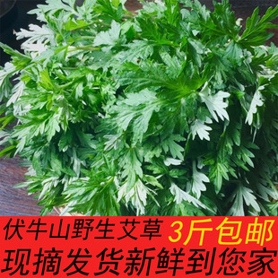 新鲜艾叶食用野生新鲜艾叶草艾青团 500克 3斤包邮现摘
