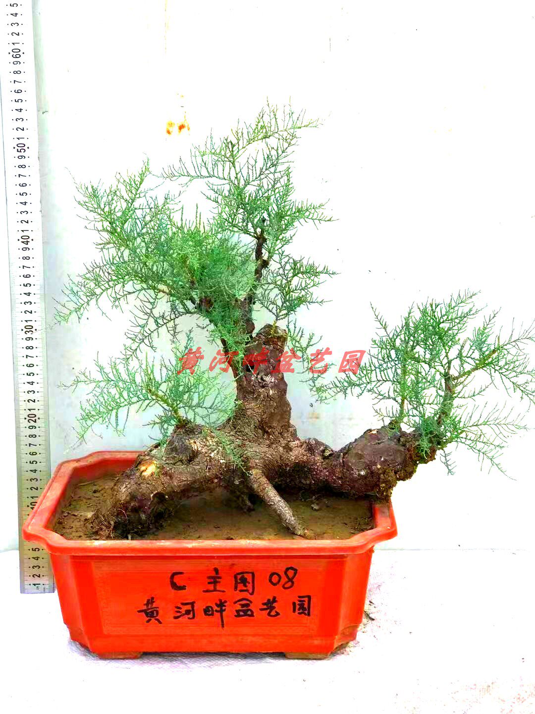 c-怪柳盆景柽柳盆栽观音柳小苗木阳台熟桩生桩花卉绿植园艺老树桩