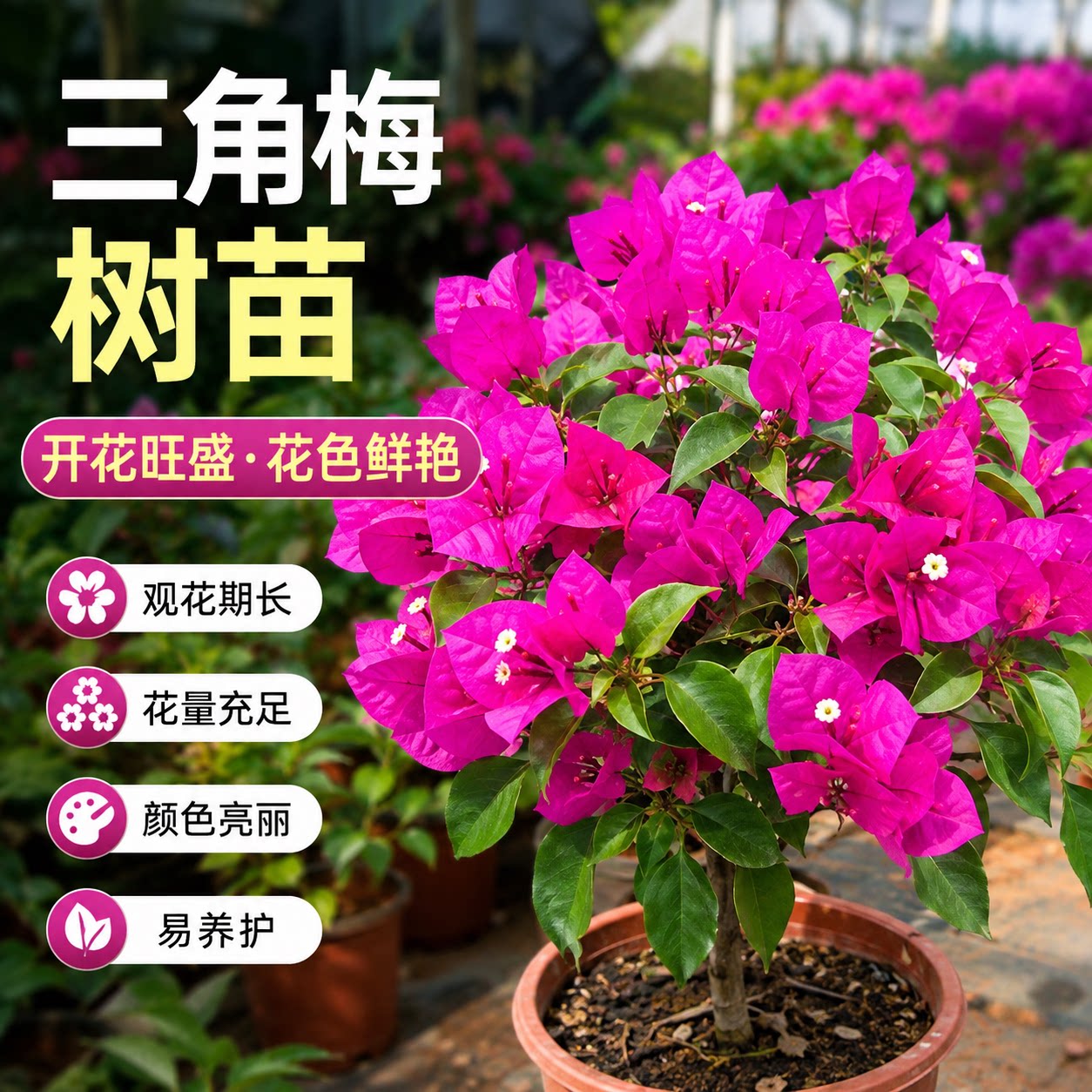 三角梅花树苗耐晒庭院阳台盆栽图片