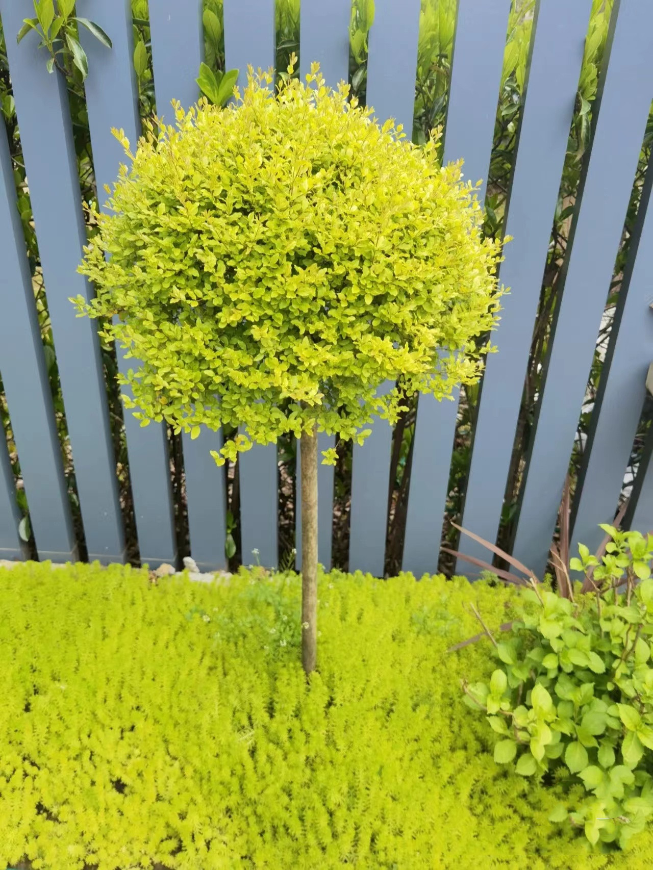 花境植物亮金女贞棒棒糖造型树亮金女贞球塔形庭院阳台植物常青