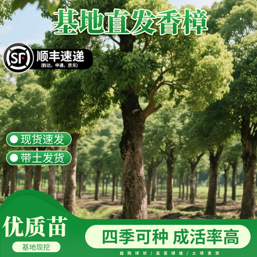 香樟树苗大树小叶龙脑樟庭院常青