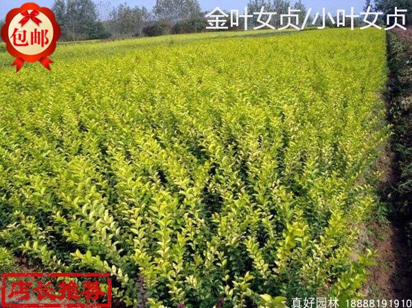 Aurea Privet Sapling Lobular Privet Sapling courtyard Botany green Seedlings Shade Pest Privetin the Flower delivery/Flowers simulation/Plants gardening , Garden Plants/Trees/Fruit tree, Foliage/Flowering Shrubs category - from Buy2taobao.com to provide professional Taobao agent buy service