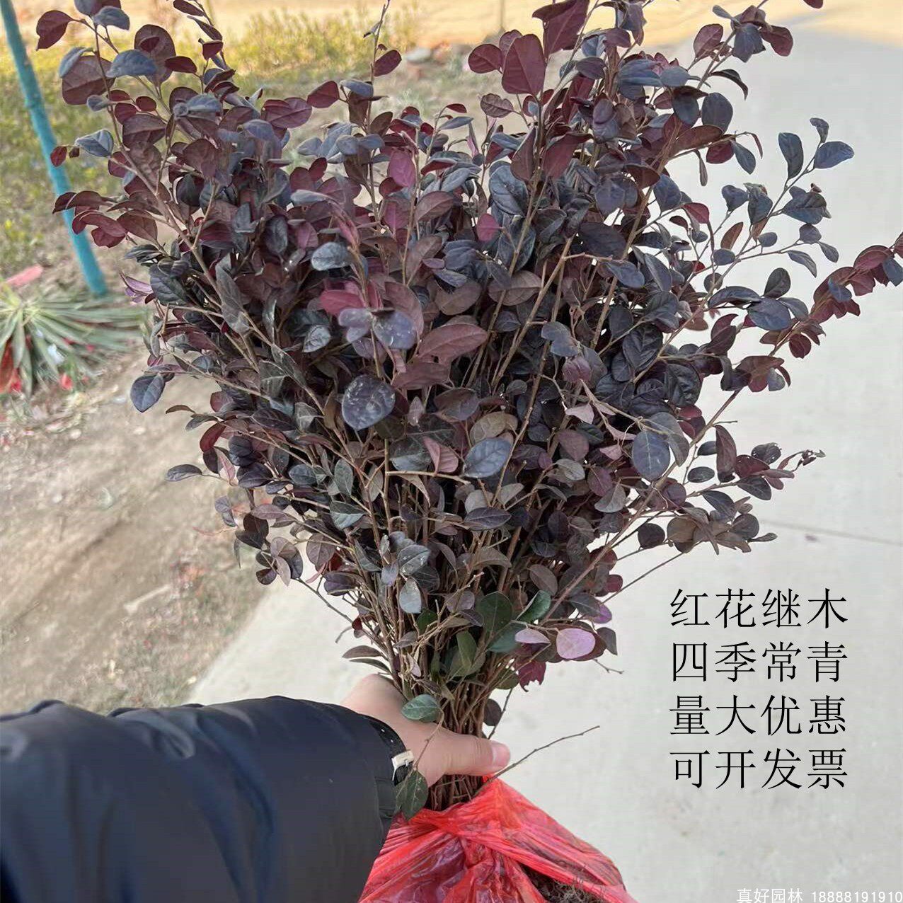 红花继木苗红花继木彩色树种色块种植庭院公园四季常青绿化苗木