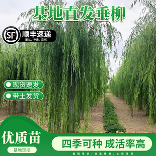 垂柳树苗金丝柳四季好养门前旺宅树苗室外庭院南北方种植耐寒大树