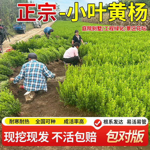 四季常青不落叶黄杨树苗庭院绿篱