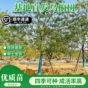 红叶乌桕树苗丛生彩叶苗木大型庭院别墅耐寒盆栽风景绿化菩提树苗