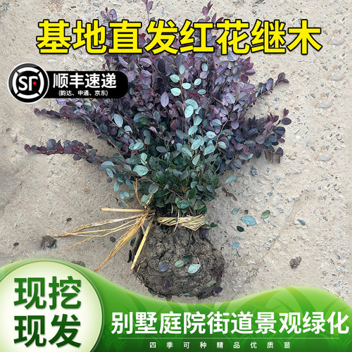 彩色树种庭院公园绿化苗红花继木