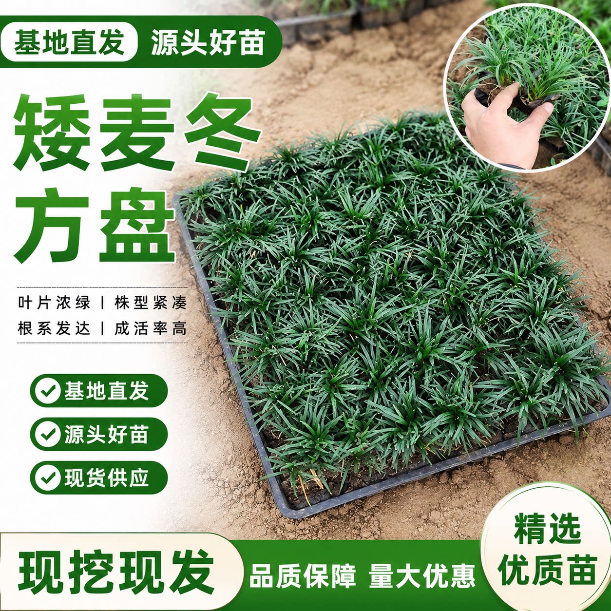 矮麦冬方盘麦冬耐阴耐寒基地直发图片