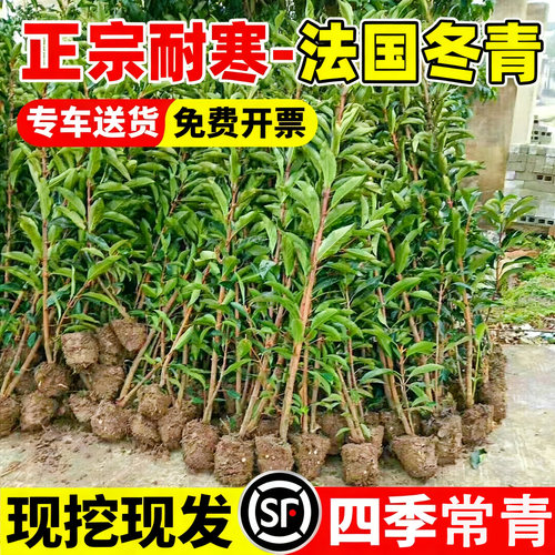 法国冬青树苗耐寒植物篱笆墙带土