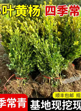 黄杨树苗瓜子黄杨苗冬青树苗绿化苗木绿篱耐寒植物四季常青无虫害