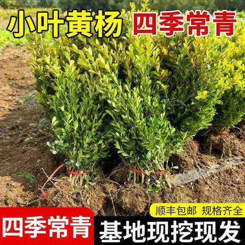 四季常青不落叶黄杨树苗庭院绿篱