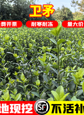 胶东卫矛树苗北方绿篱工程苗四季常青冬青卫矛庭院种植绿化苗木