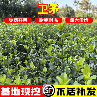 胶东卫矛树苗北方绿篱工程苗四季常青冬青卫矛庭院种植绿化苗木