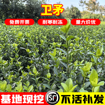 胶东绿篱卫矛树苗四季常青冬青
