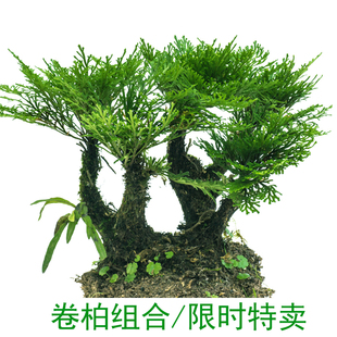 地养卷柏植物绿植盆栽纯九死还魂草室内四季常青盆景小叶大叶包邮